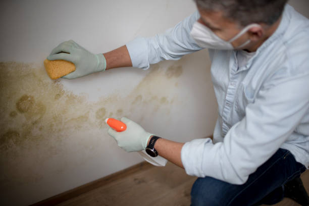 Best Attic Mold Remediation in Halifax, VA