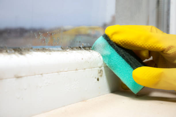 Best Post-Flood Mold Remediation in Halifax, VA