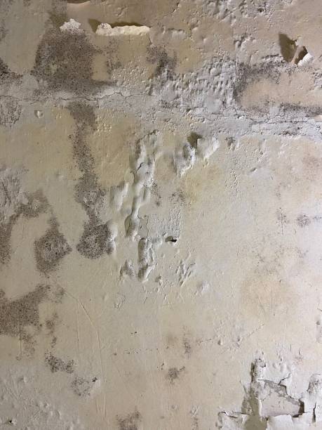 Best Basement Mold Remediation in Halifax, VA