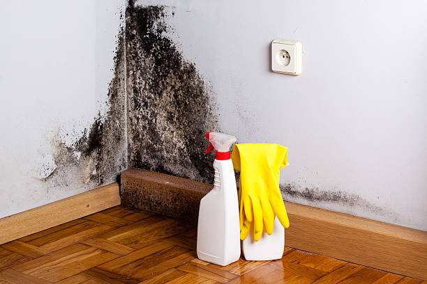 Reliable Halifax, VA Mold Remediation Solutions