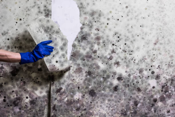 Best Commercial Mold Remediation in Halifax, VA