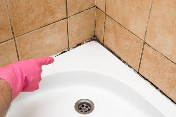  Halifax, VA Mold Removal Pros