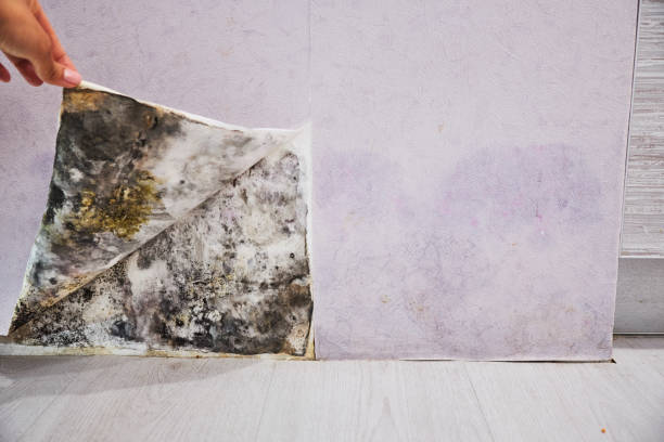 Best Post-Flood Mold Remediation in Halifax, VA